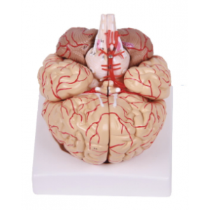 Brain model with artery and nerve